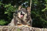 CHIEN FINNOIS DE LAPONIE 108